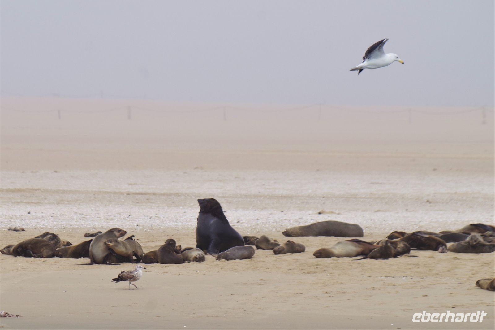 Walvis Bay - Robbenkolonien auf der Landzunge