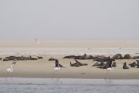 Walvis Bay - Robbenkolonien auf der Landzunge