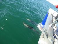 Walvis Bay Delphine