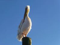 Walvis Bay Pelikane