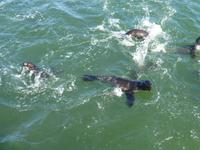 Walvis Bay Robben