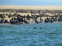 Walvis Bay Robbenkolonie