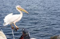 Walvis Bay