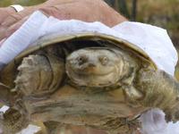 Wasserschildkröte