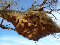 Webervogelnest