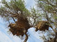 Webervogelnest