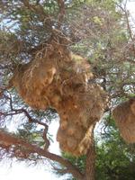 Webervogelnest
