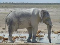 Weißer Elefant bei Olifantsbad