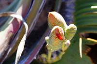 Welwitschia Drive
