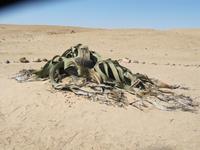 Welwitschia Mirabilis am Welwitschia-Drive
