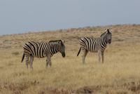 Zebras 