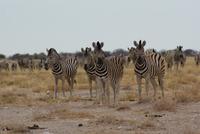 Zebras 