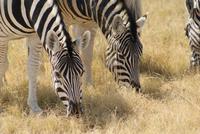 Zebras 