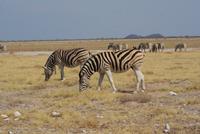 Zebras 