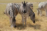 Zebras 