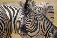 Zebras 