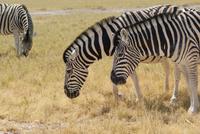 Zebras 