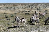 Zebras im Etosha Nationalpark
