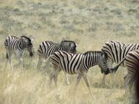 Zebras