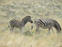 Zebras
