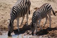 Zebras