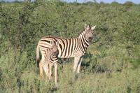 Zebras