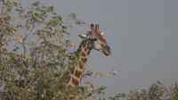 Zweite Pirschfahrt im Etosha Nationalpark (14)