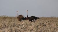 Zweite Pirschfahrt im Etosha Nationalpark (17)