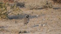 Zweite Pirschfahrt im Etosha Nationalpark (18)