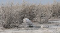 Zweite Pirschfahrt im Etosha Nationalpark (19)