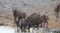 Zweite Pirschfahrt im Etosha Nationalpark (24)