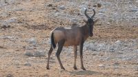 Zweite Pirschfahrt im Etosha Nationalpark (25)