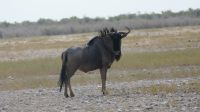 Zweite Pirschfahrt im Etosha Nationalpark (26)