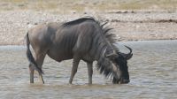Zweite Pirschfahrt im Etosha Nationalpark (27)