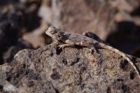 am Canyon entdeckt