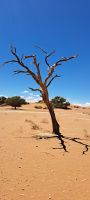 am Sossusvlei