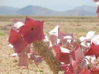 blühende Hoodia