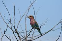 bunter Vogel