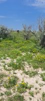 grüner Etosha