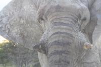 mit Elefant Nr. 2 auf Augenhöhe