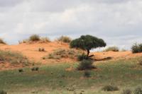 namibische Savanne