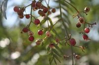 roter Pfeffer