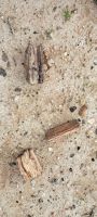 versteinertes Holz