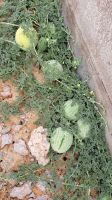 wilde Tsama-Melone