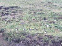 1000 Island - Vik - Papageientaucher