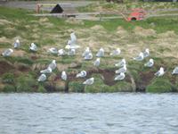 Halbinsel Snaelfessness