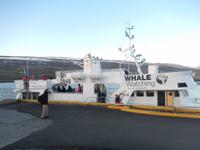 unser Boot zur Walsafari