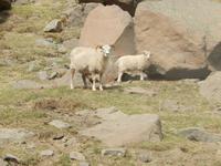 Panoramafahrt entlang der Ostfjorde