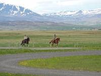 Islandpferde und Ihre 5 Gänge