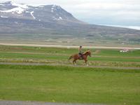 Islandpferde und Ihre 5 Gänge